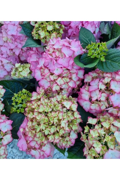 Гортензия широколистая